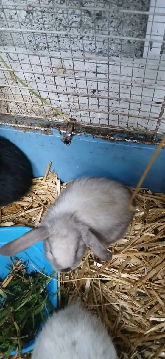 Beautiful Pure lopp rabbitts Ready to Go - Image 3