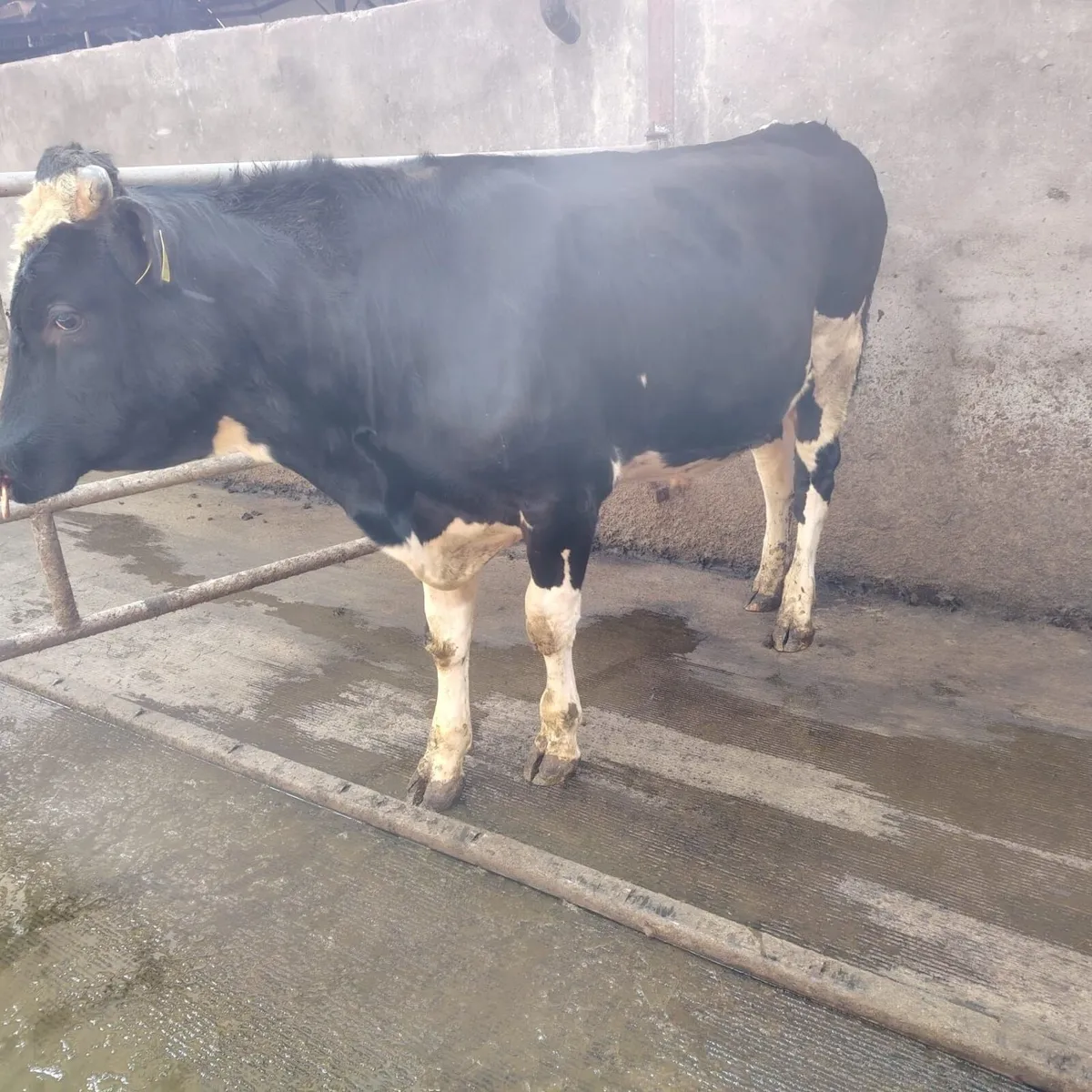 Friesan Bull - Image 1
