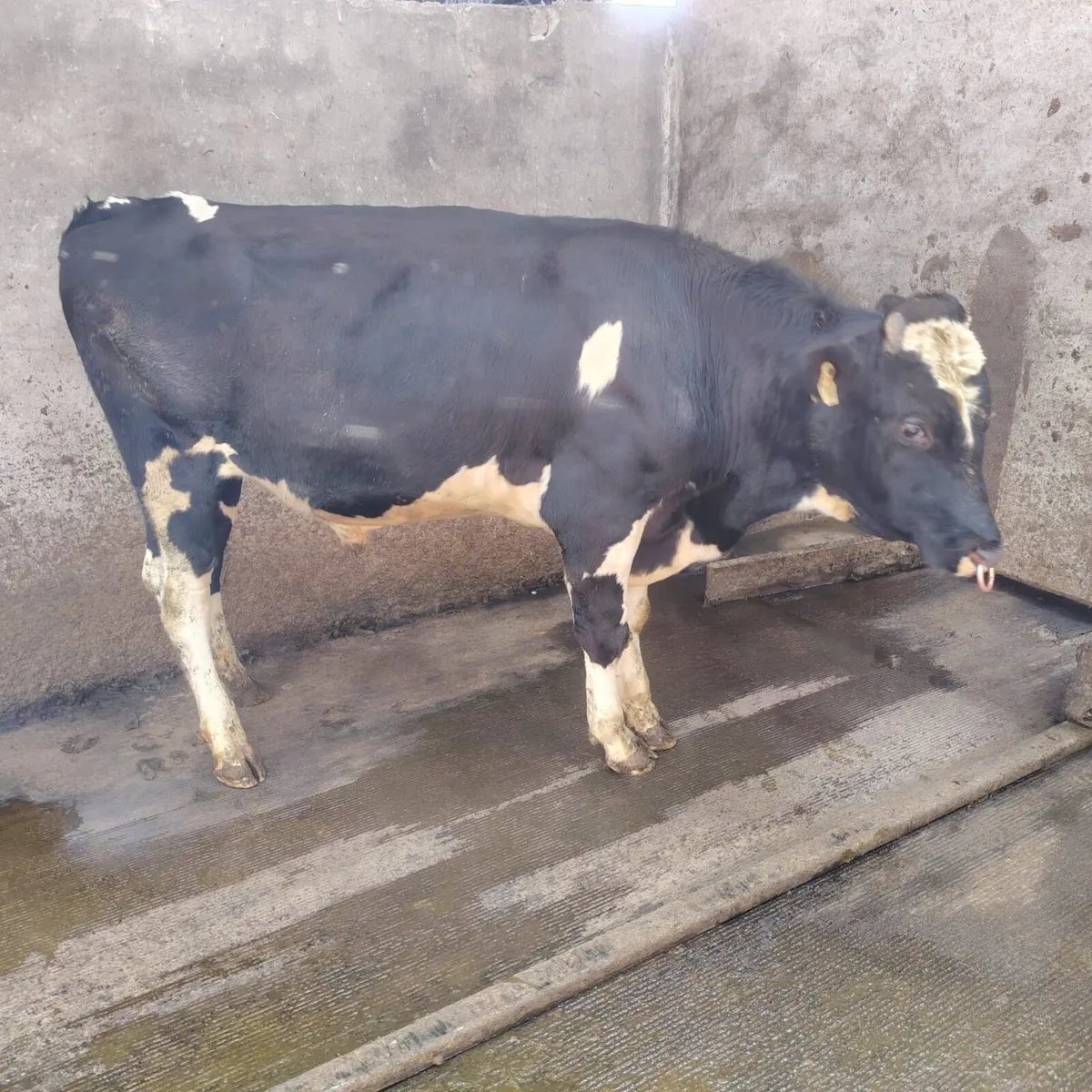 Friesan Bull - Image 2