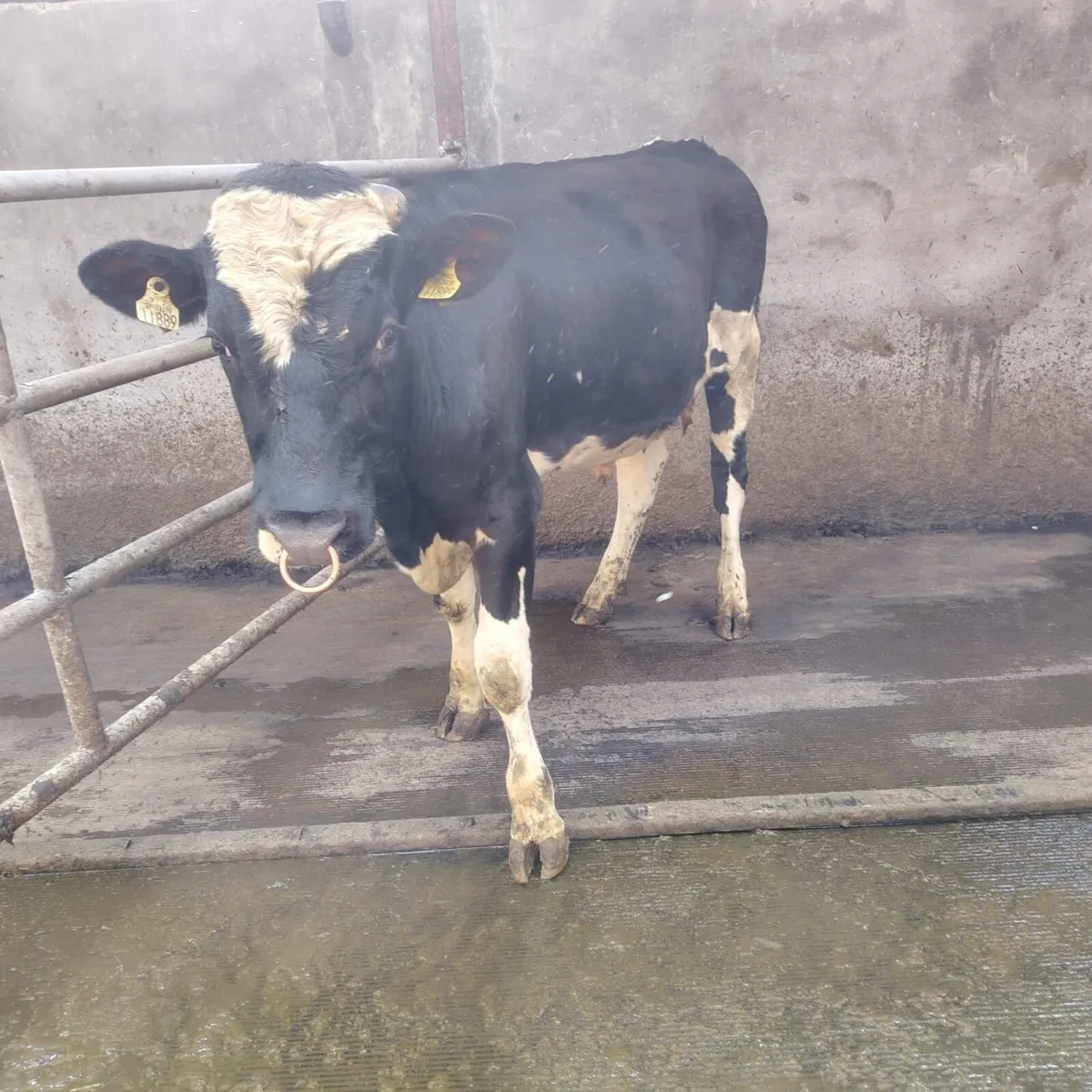 Friesan Bull - Image 3