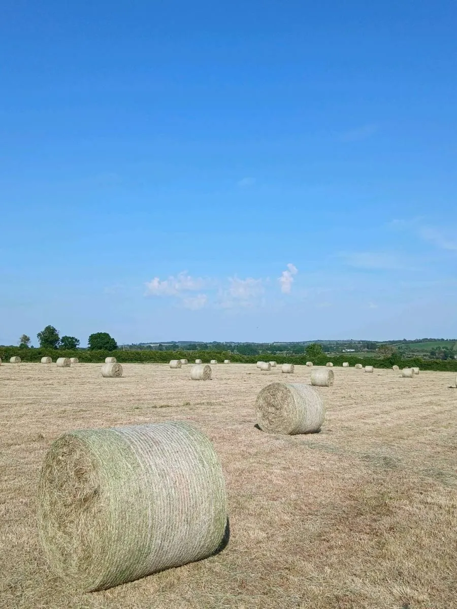May hay - Image 2