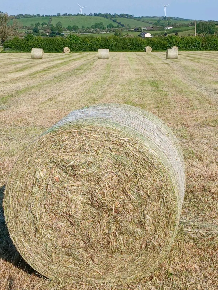 May hay - Image 1