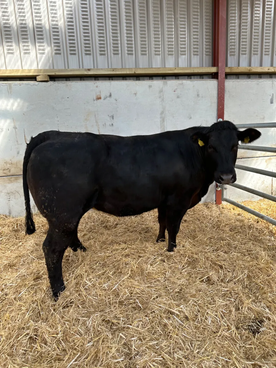 Lim Bulling heifer - Image 2