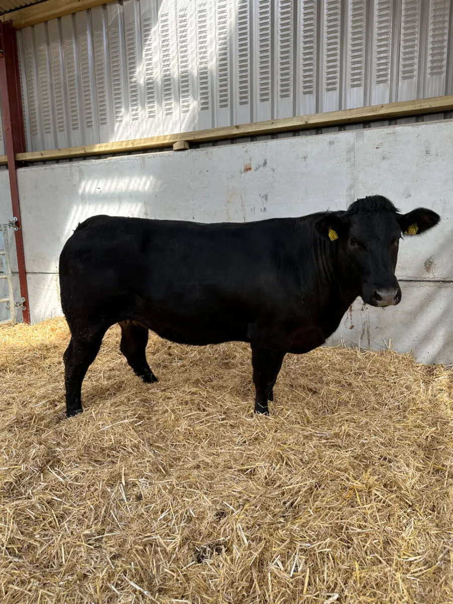 Lim Bulling heifer - Image 1