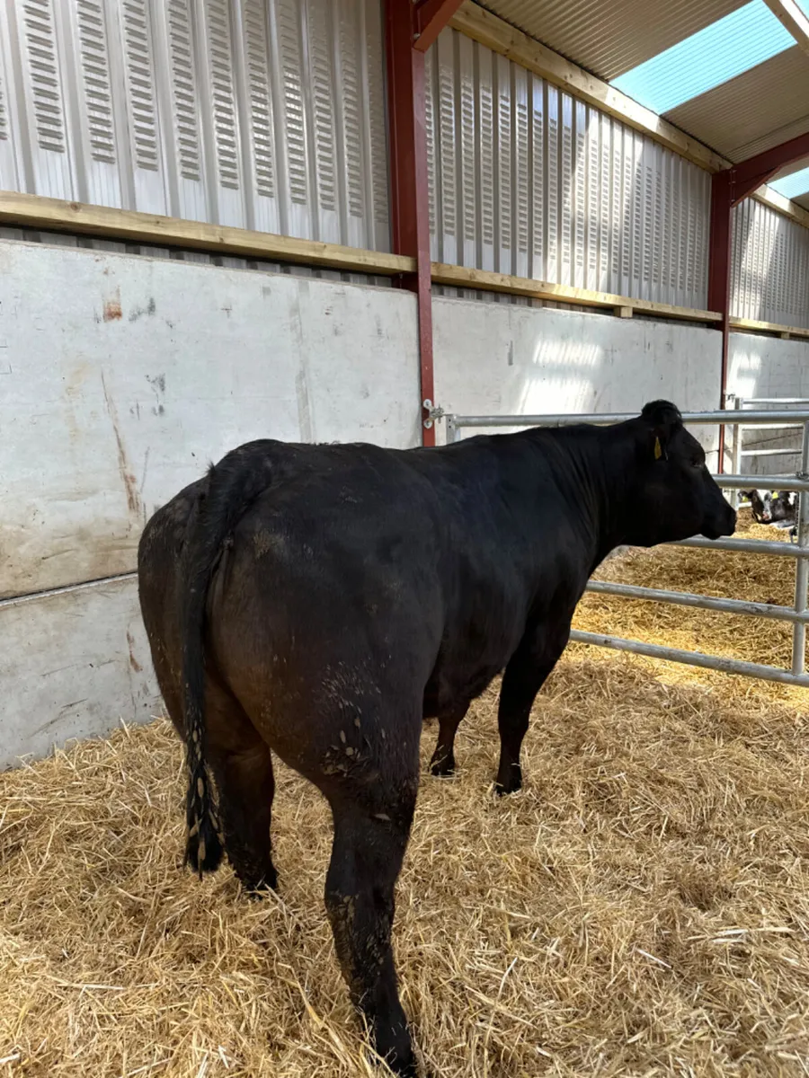 Lim Bulling heifer - Image 3