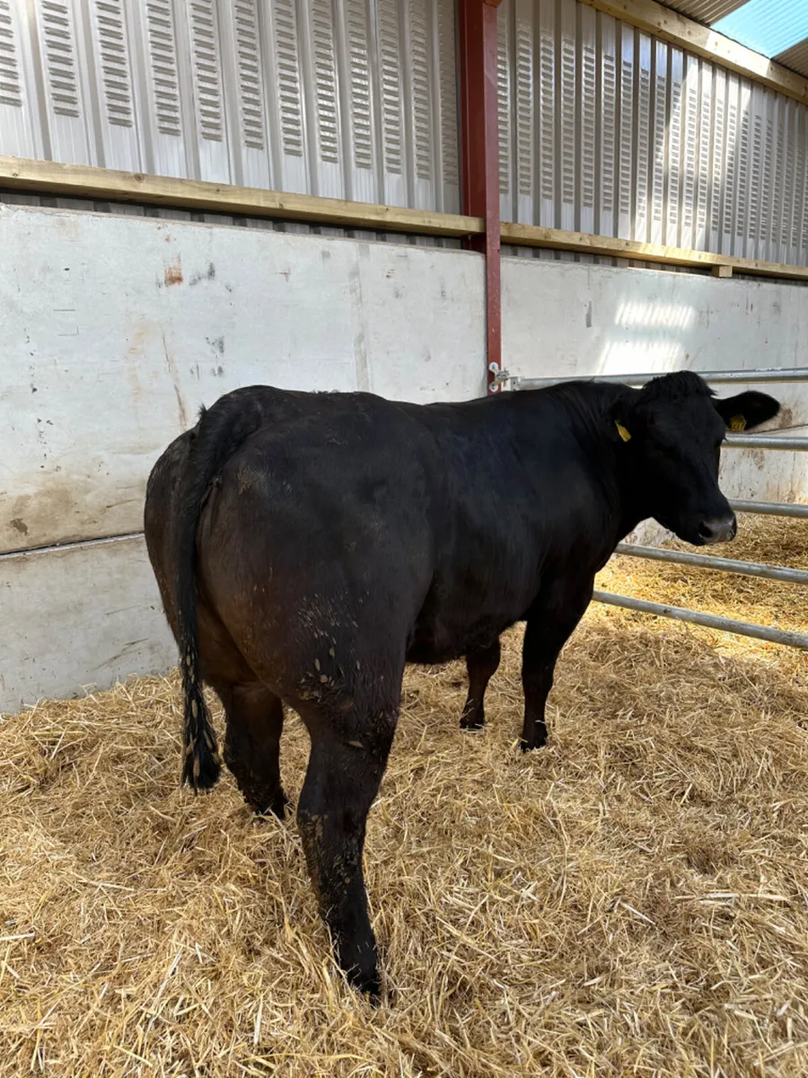 Lim Bulling heifer - Image 4