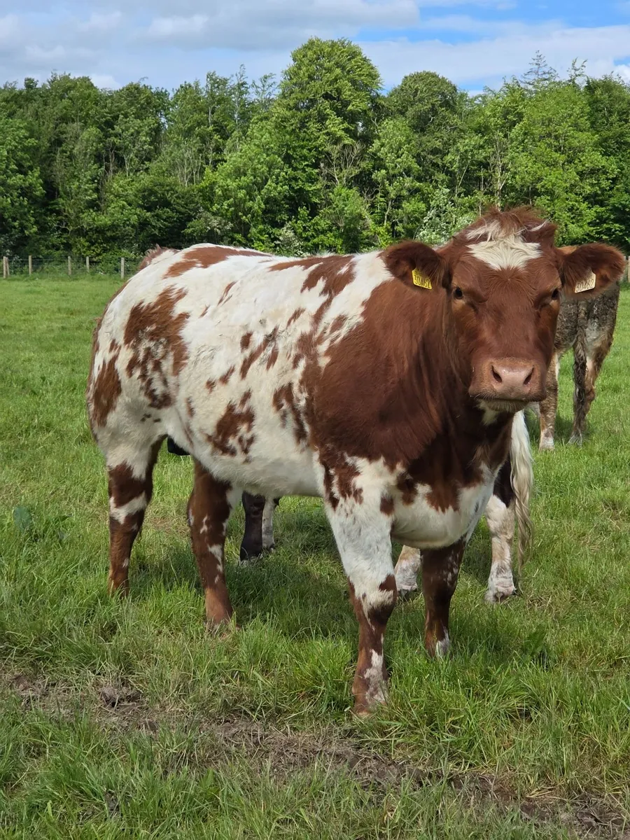 Roan/BB Heifers Ballinasloe Mart (Pen 94) Sat 30th - Image 2