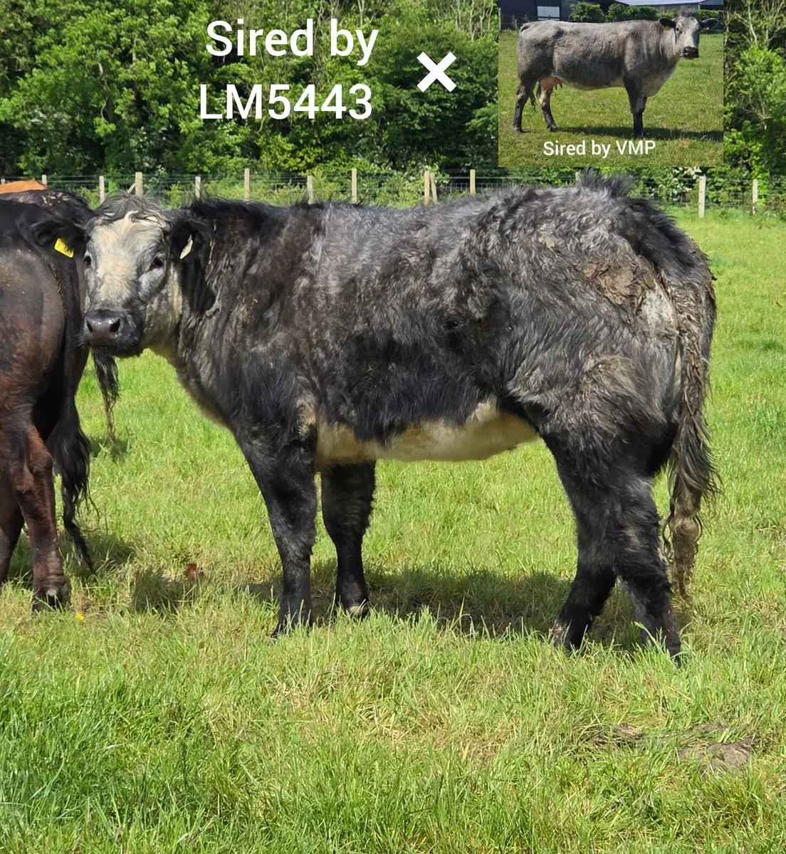 Roan/BB Heifers Ballinasloe Mart (Pen 94) Sat 30th - Image 3