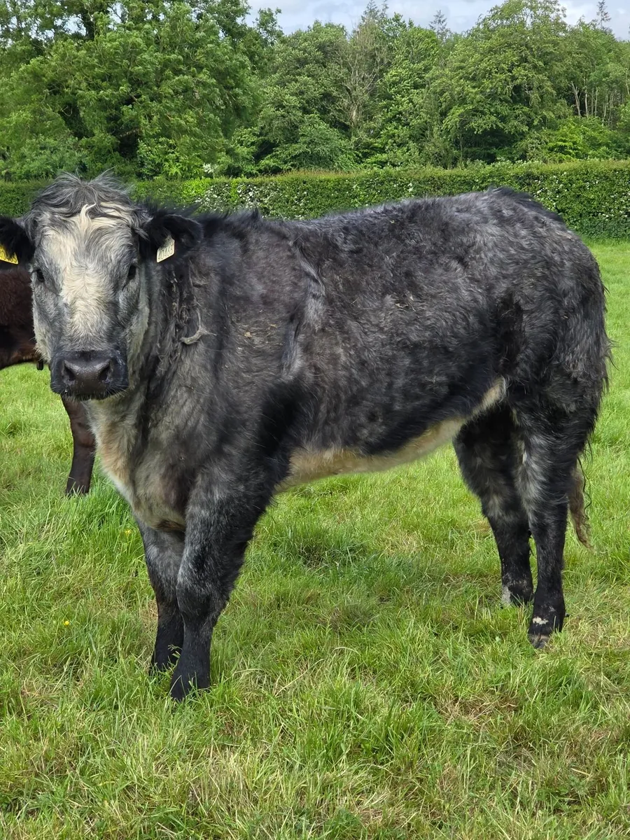 Roan/BB Heifers Ballinasloe Mart (Pen 94) Sat 30th - Image 4