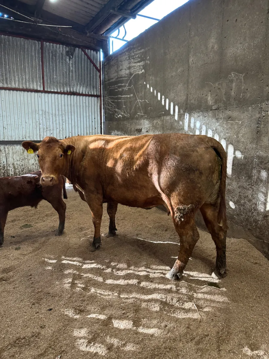 Beef shorthorn outfit - Image 3