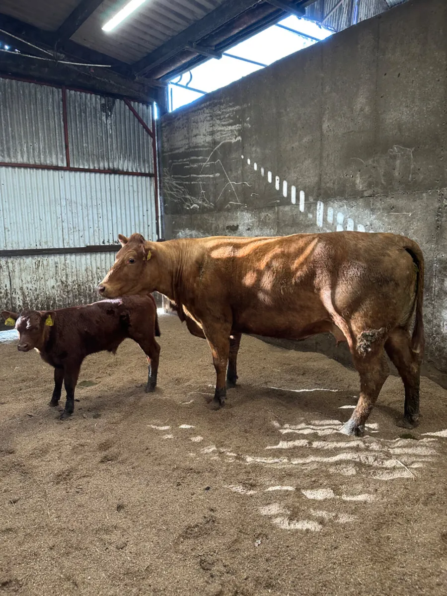 Beef shorthorn outfit - Image 1