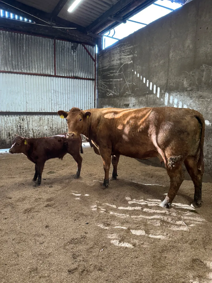 Beef shorthorn outfit - Image 2