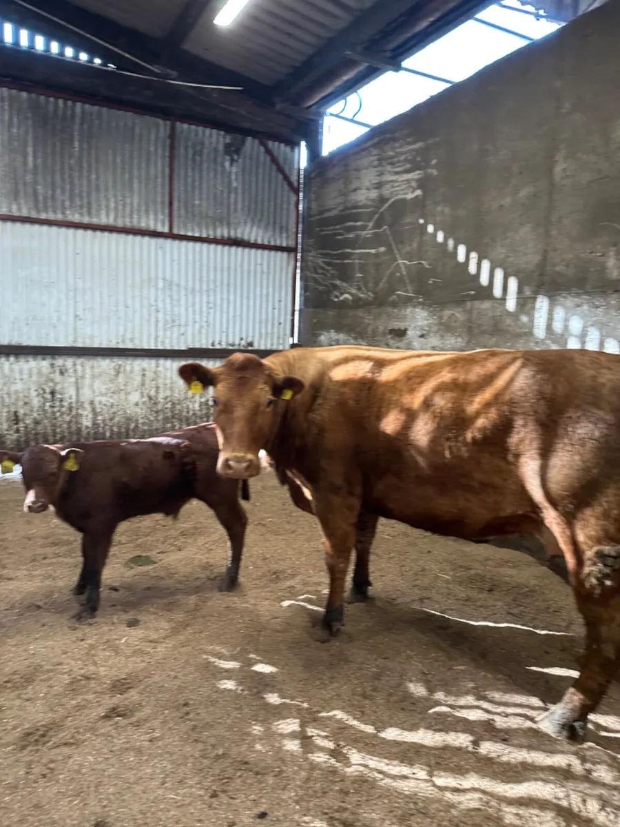 Beef shorthorn outfit - Image 4