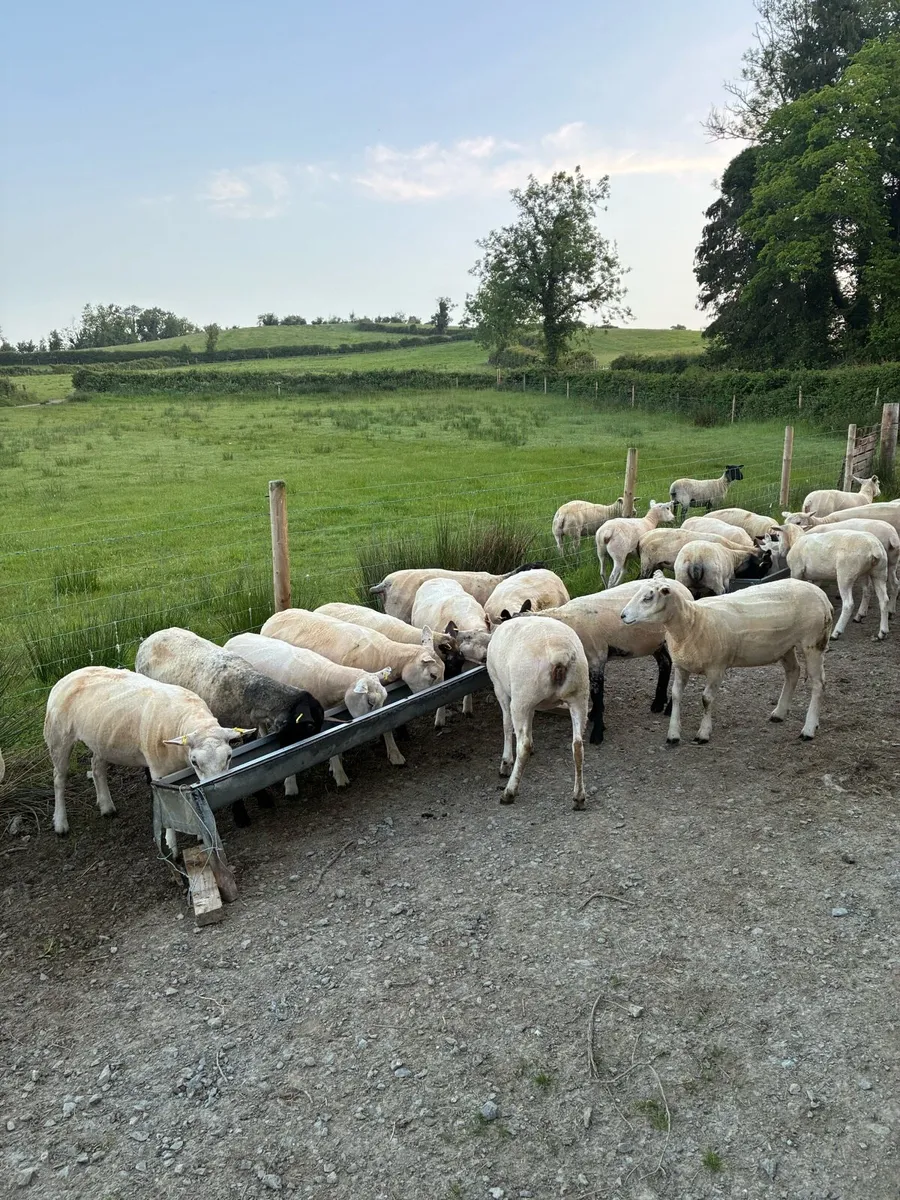 Organic ewe Hoggets - Image 1