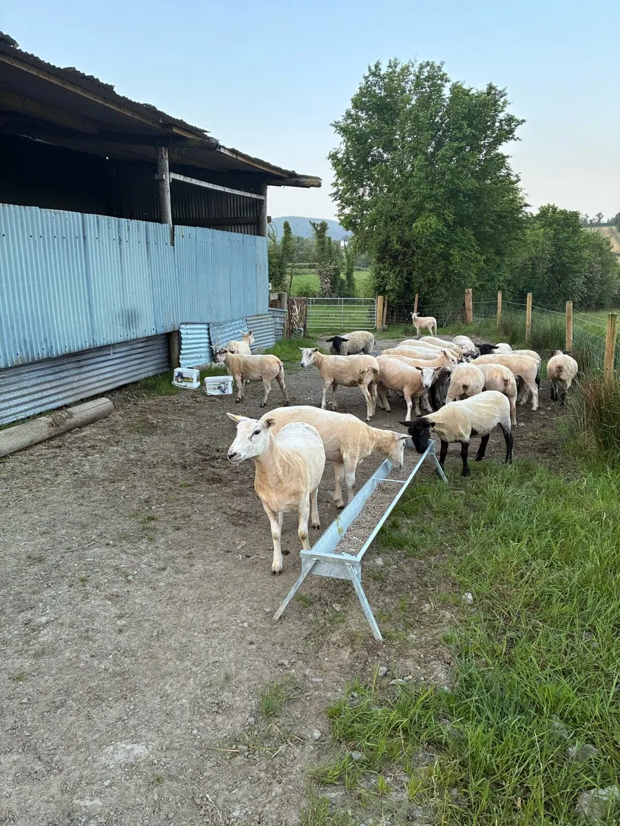 Organic ewe Hoggets - Image 2