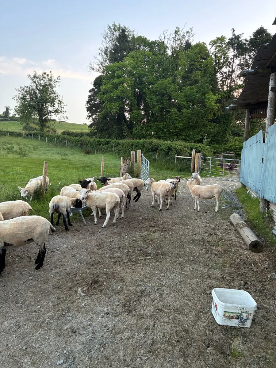 Organic ewe Hoggets - Image 3