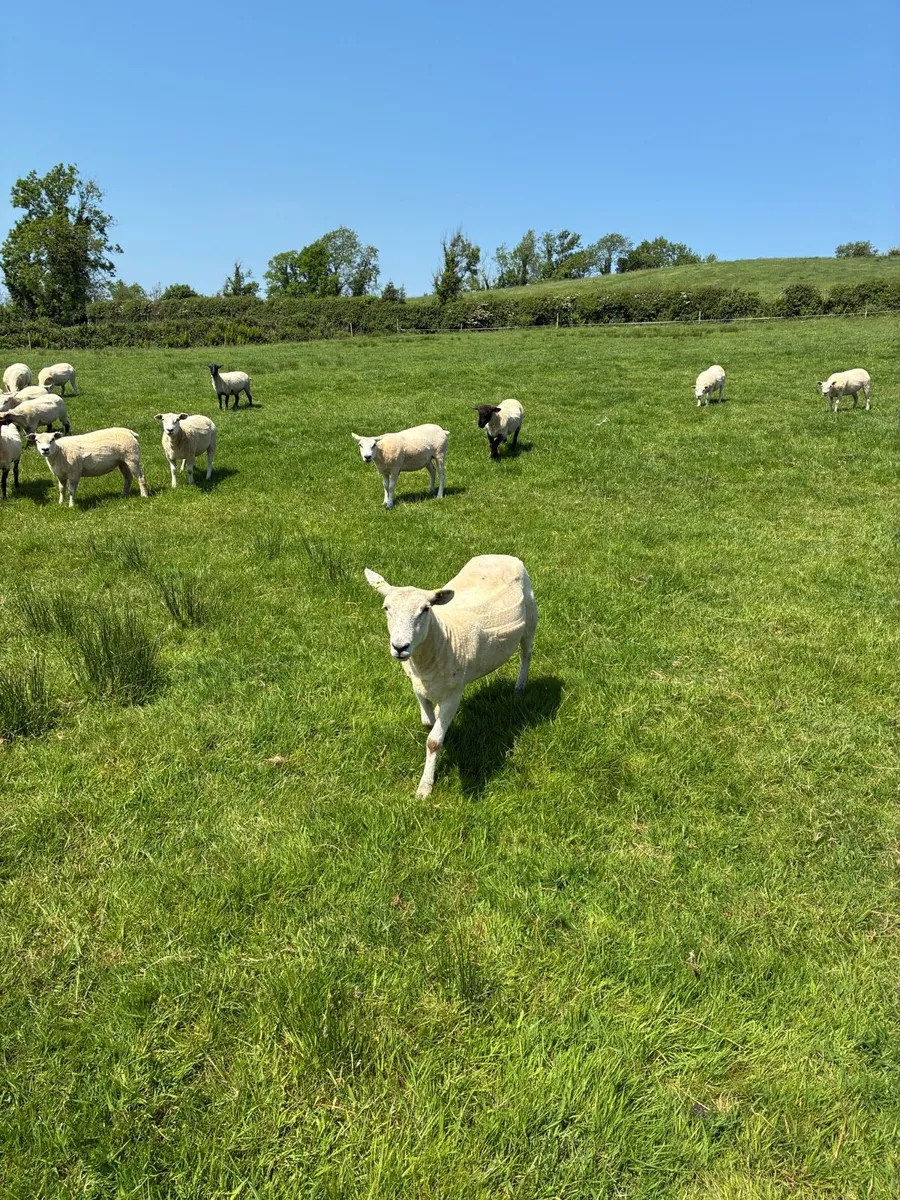 Organic ewe Hoggets - Image 4