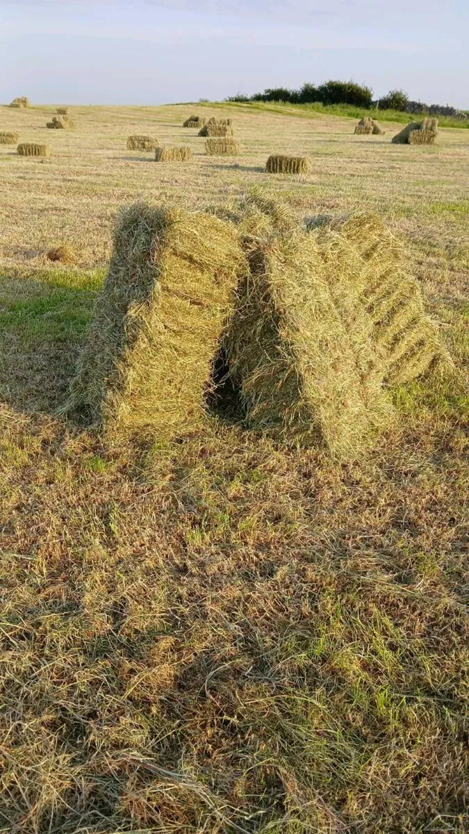 Square bales