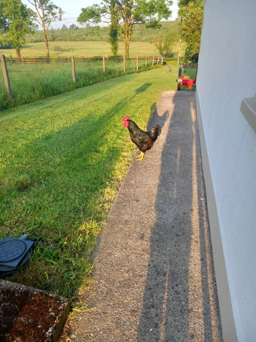 Rooster - Image 2