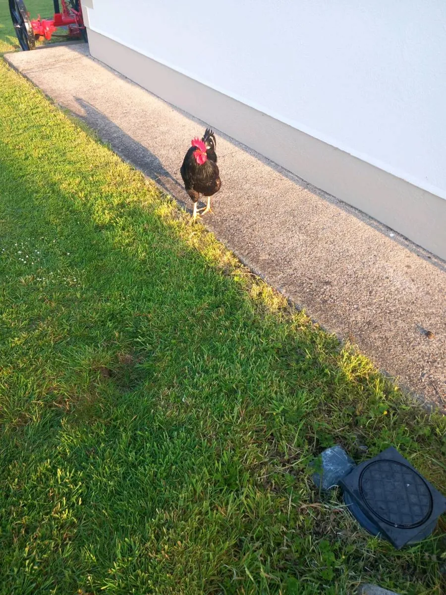 Rooster - Image 3