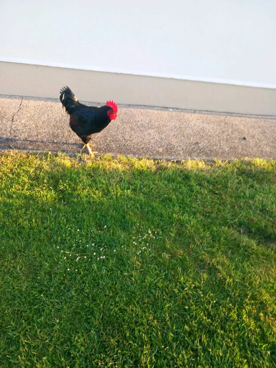 Rooster - Image 1