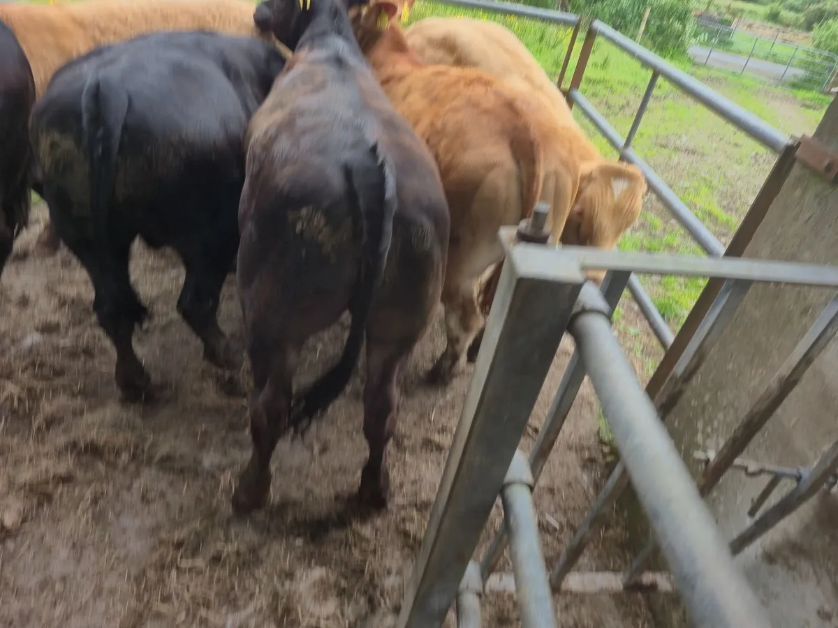 💥6 Super U Grade Bullucks For Headford Mart Sat30 - Image 2