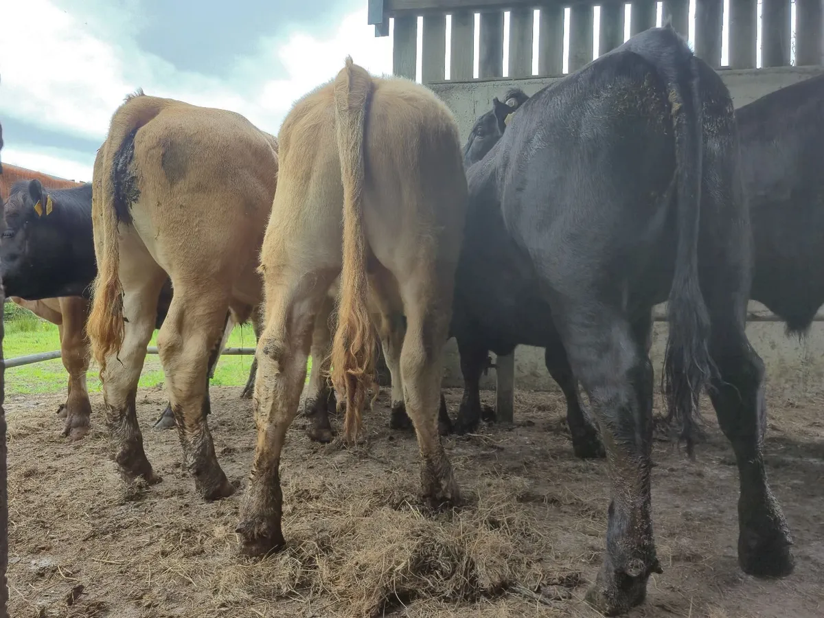 💥6 Super U Grade Bullucks For Headford Mart Sat30 - Image 3