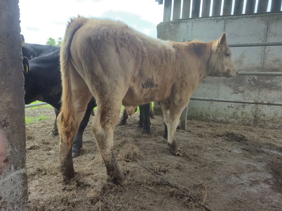 💥6 Super U Grade Bullucks For Headford Mart Sat30 - Image 4