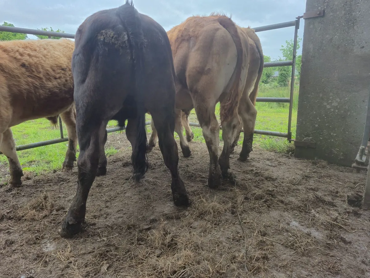 💥6 Super U Grade Bullucks For Headford Mart Sat30 - Image 1