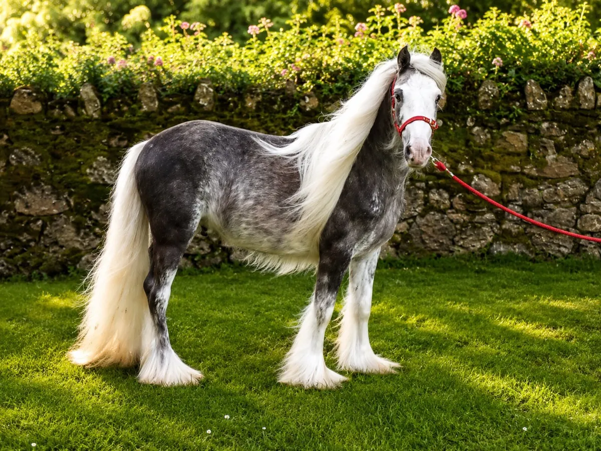 Top class small pony for sale - Image 2