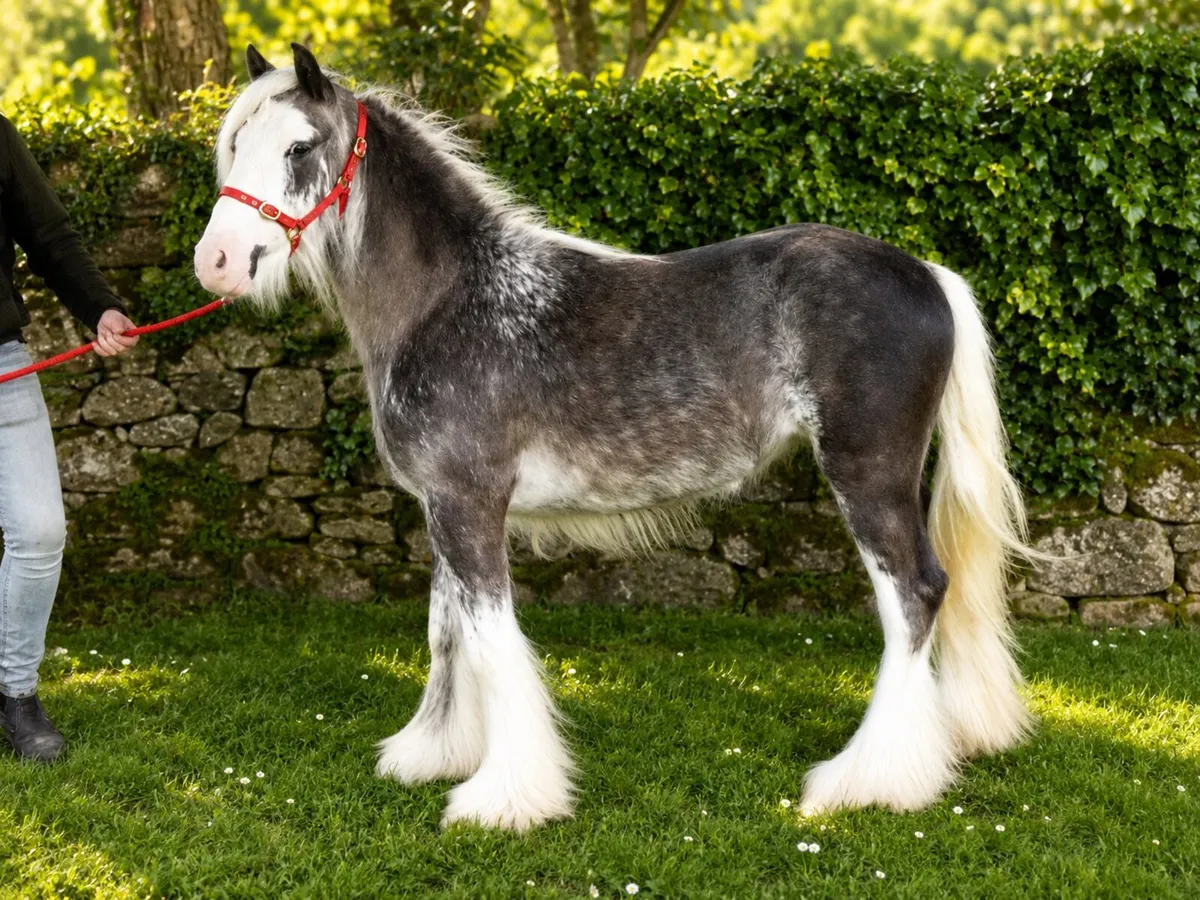 Top class small pony for sale - Image 4