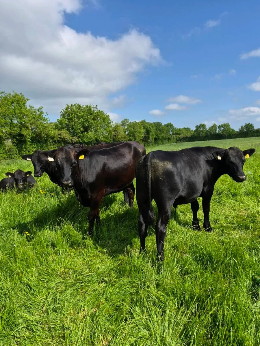 Angus heifers and bullocks - Image 2