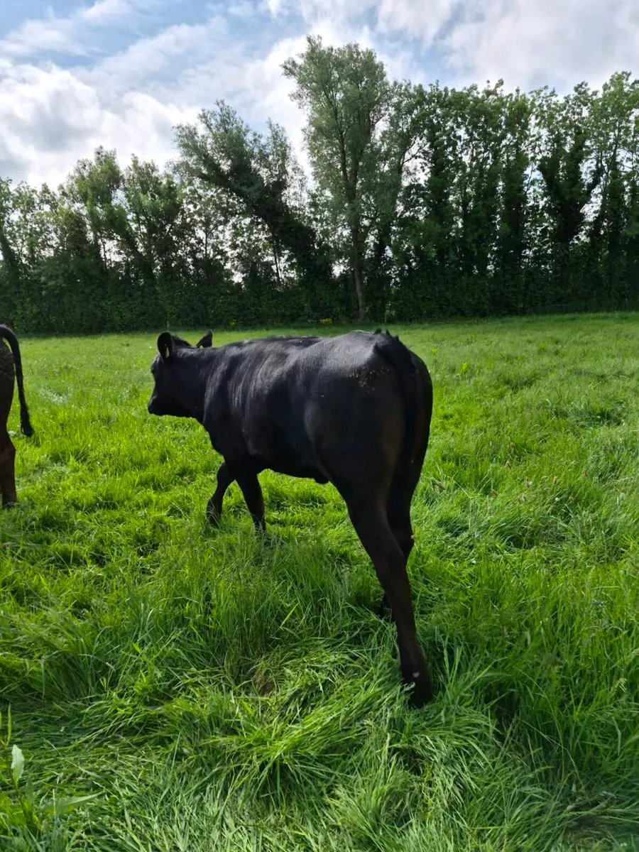 Angus heifers and bullocks - Image 3