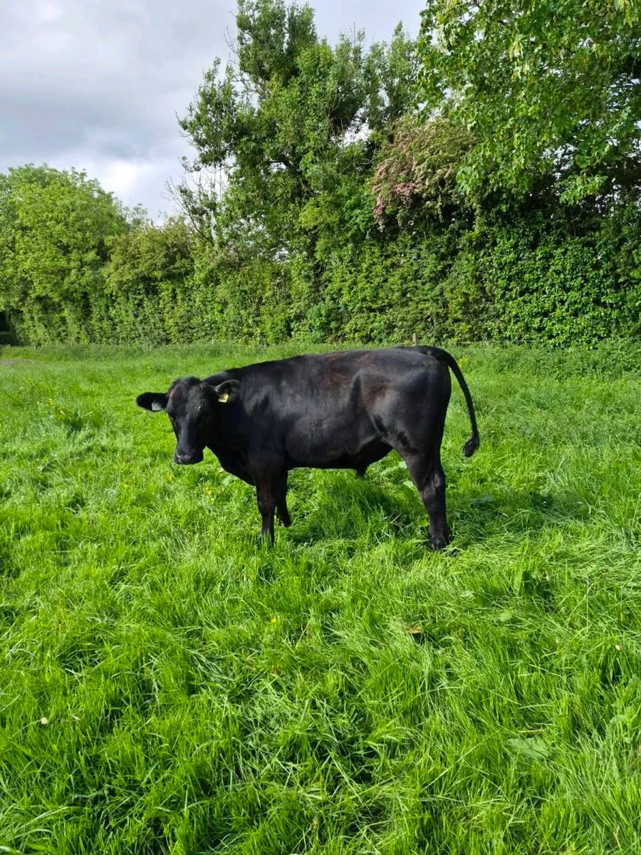 Angus heifers and bullocks - Image 4