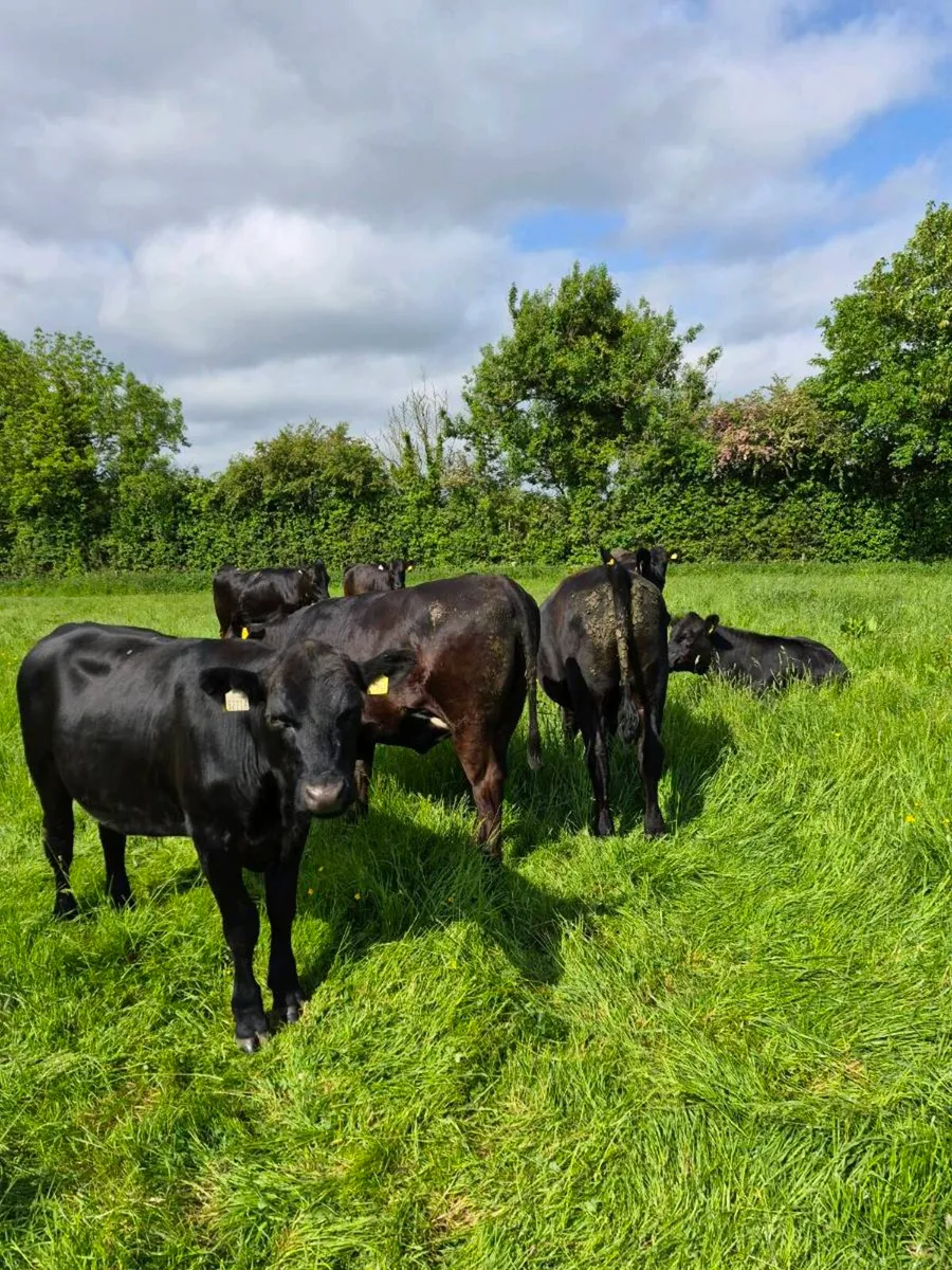 Angus heifers and bullocks - Image 1