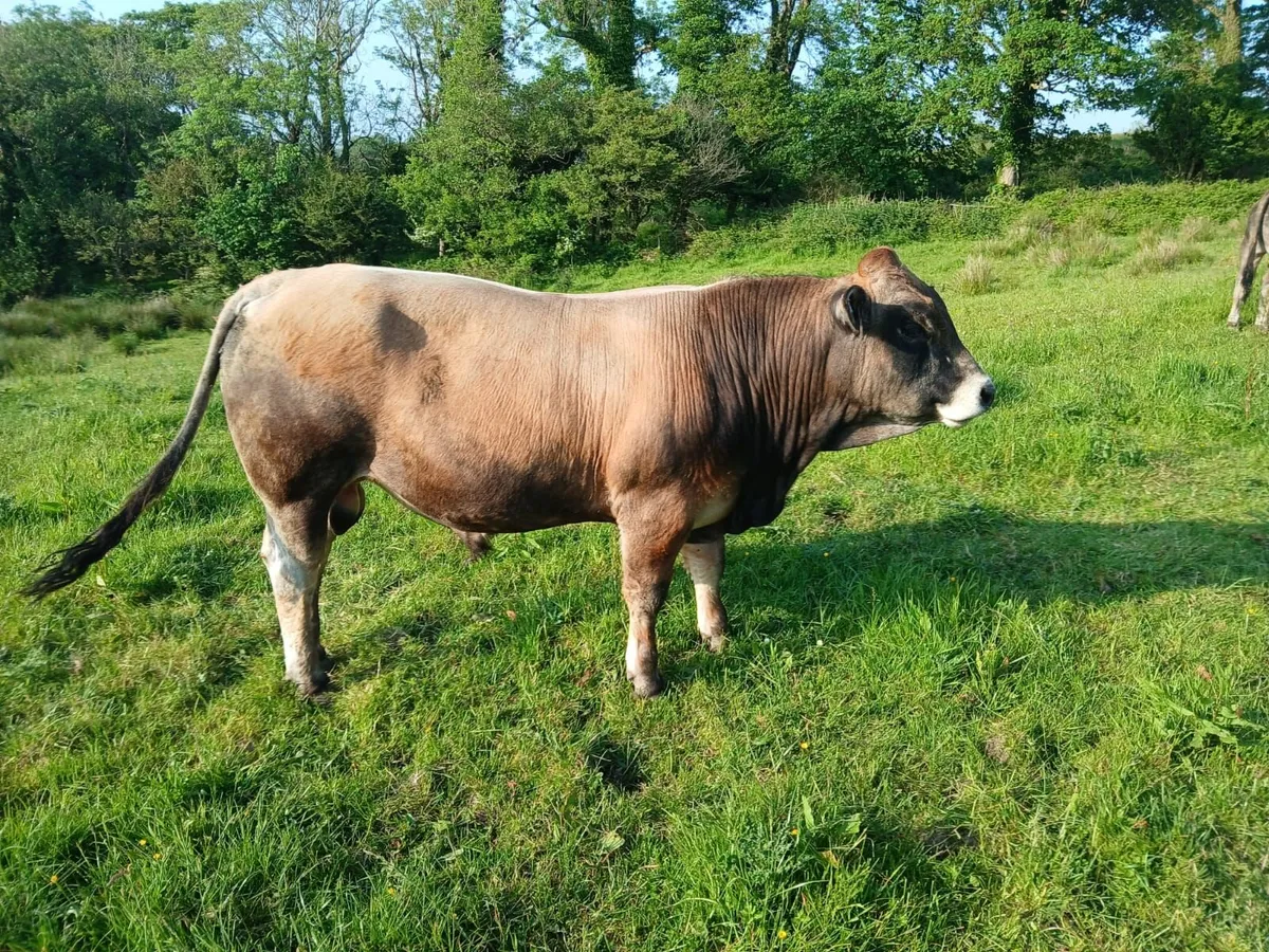 Certified Organic Aubrac Bulls for Sale - Image 3