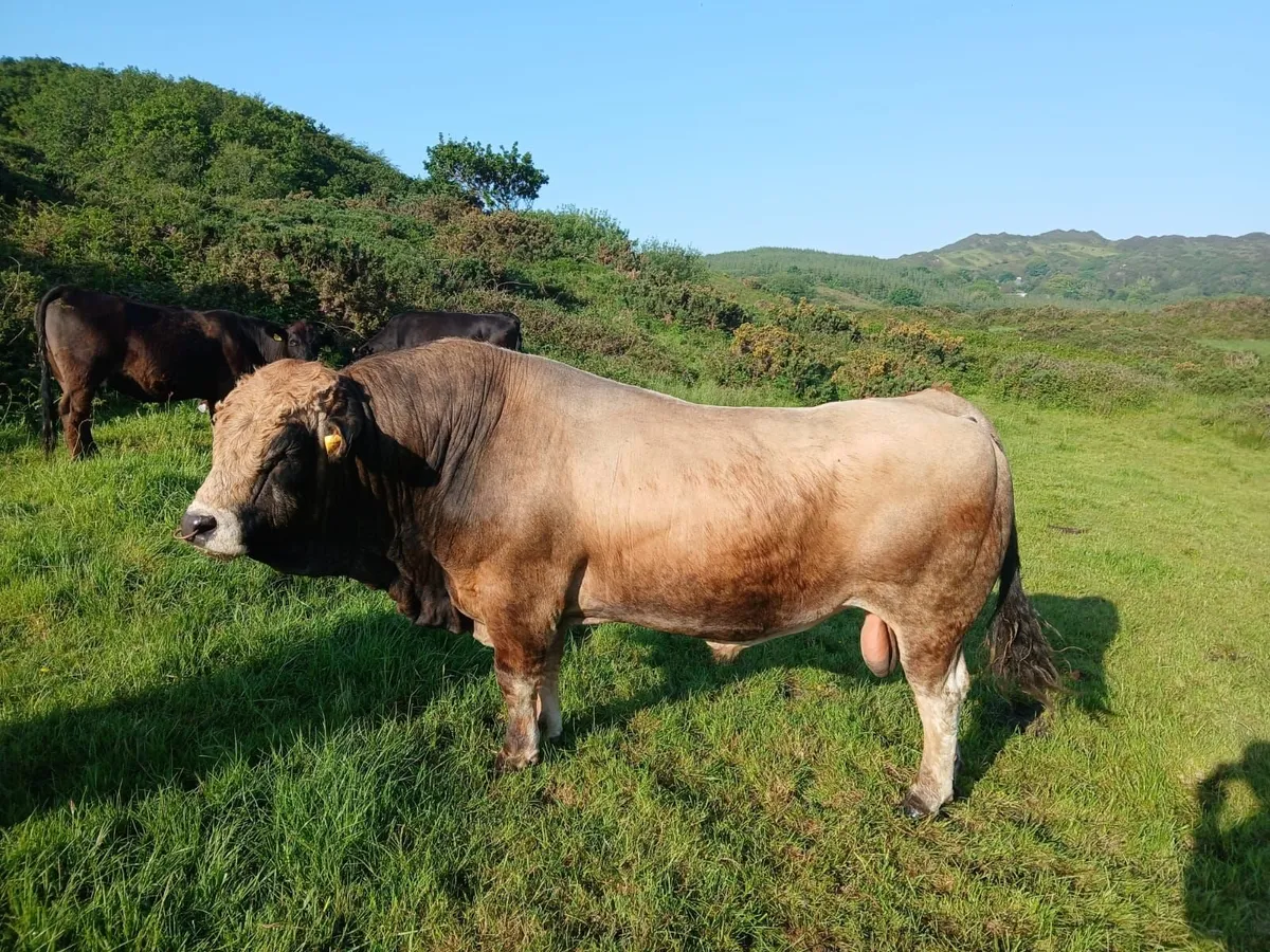 Certified Organic Aubrac Bulls for Sale - Image 4