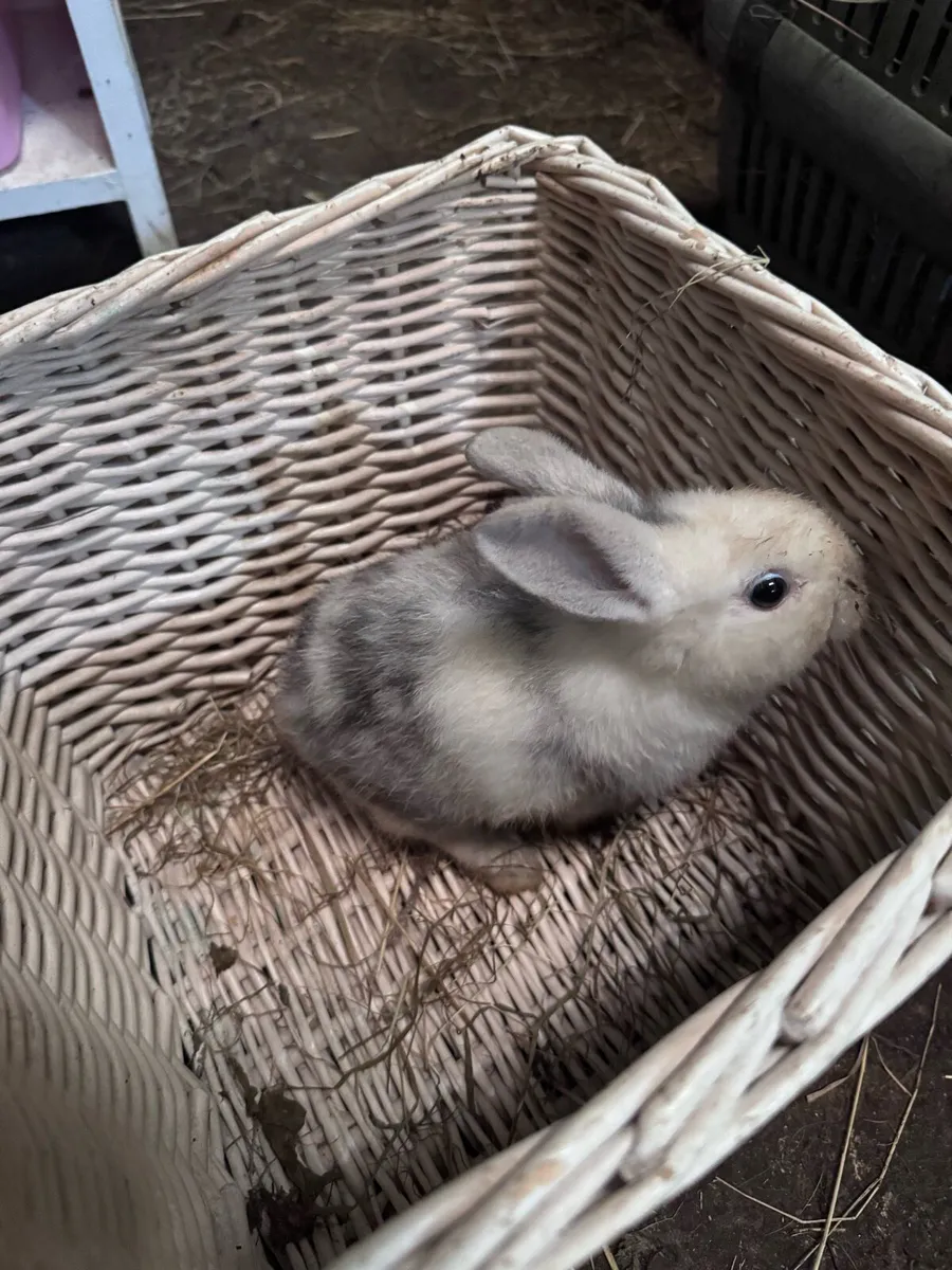 Baby rabbits - Image 1