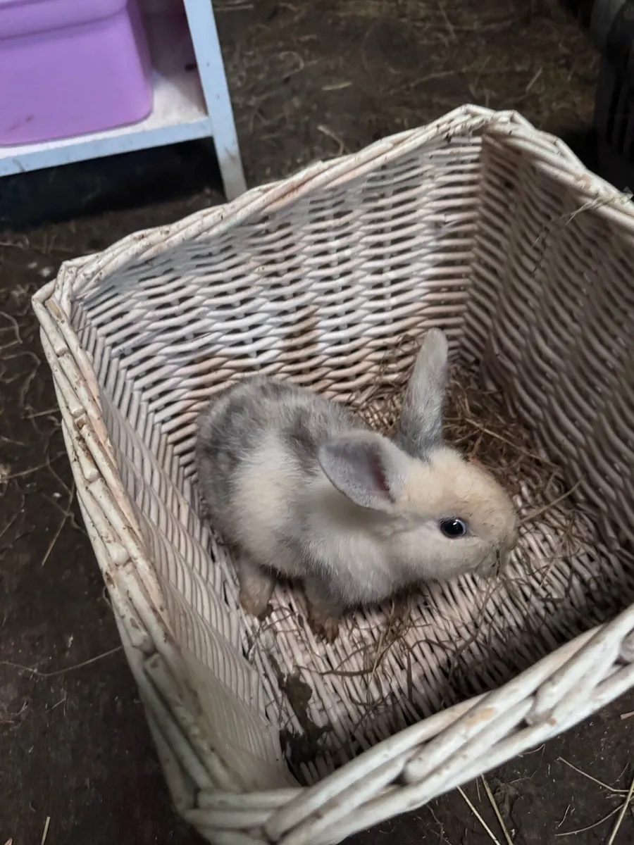 Baby rabbits - Image 2