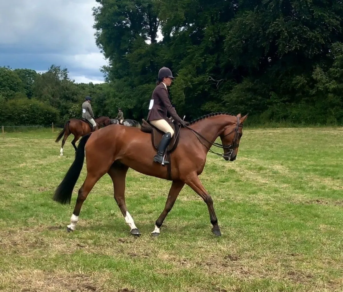 16.3 Gelding - Image 1