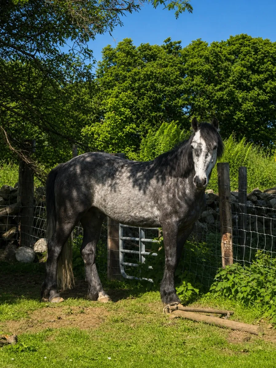 128 138 Ponies - Image 2
