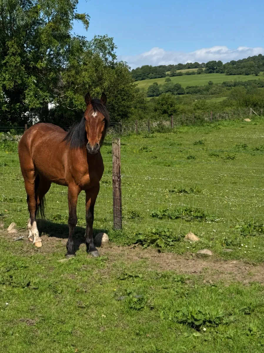 128 138 Ponies - Image 3