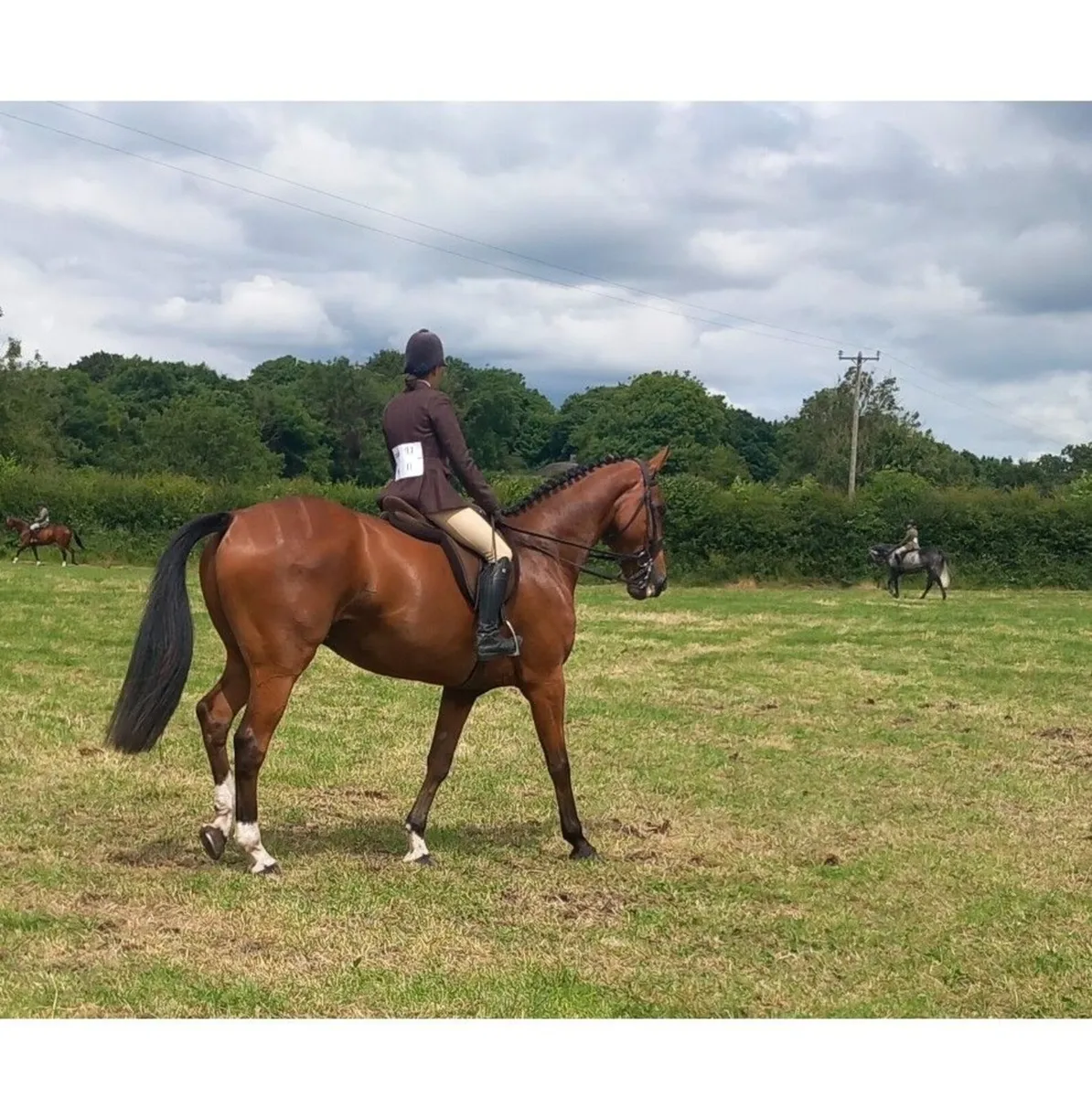 16.3 Gelding - Image 2