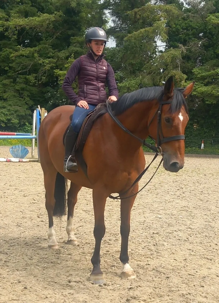 16.3 Gelding - Image 4