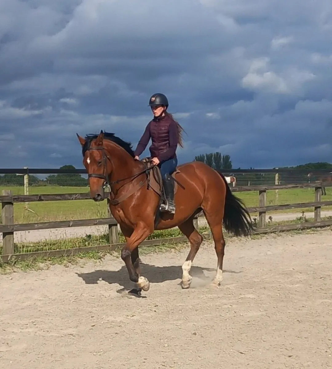 16.3 Gelding - Image 3