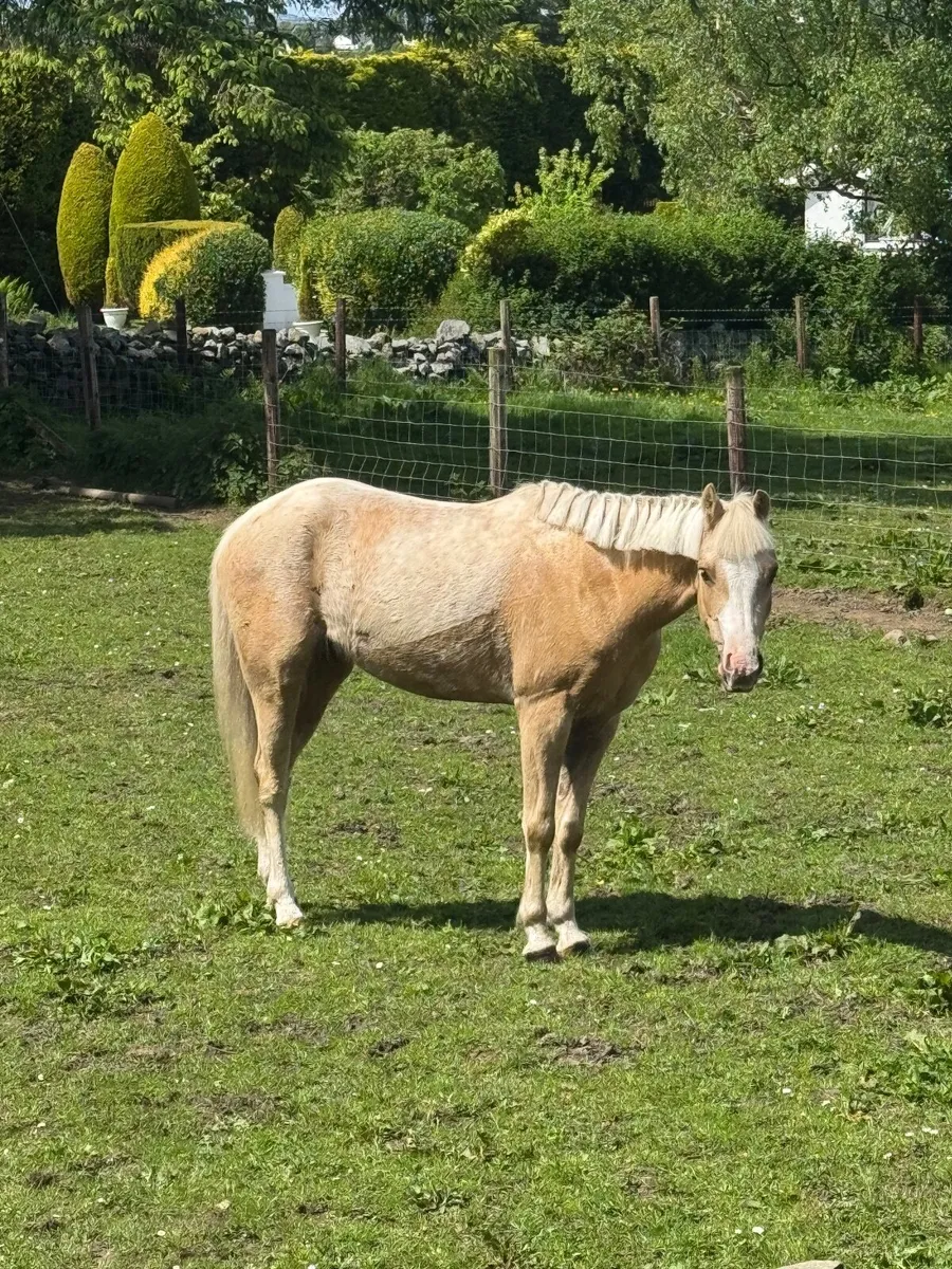 128 138 Ponies - Image 1