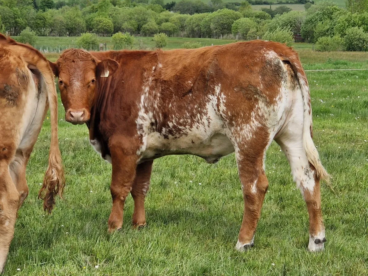 4 Breeding heifers. - Image 1