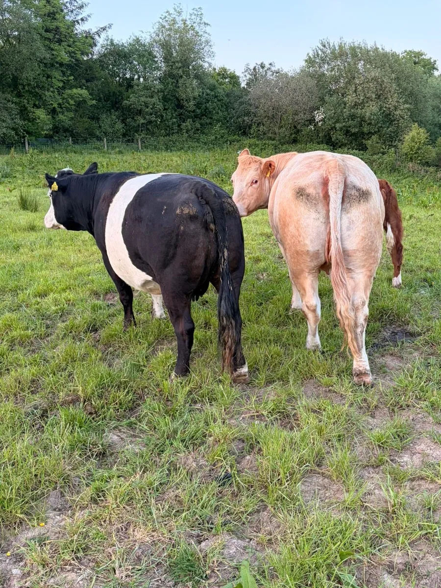 Cows - Image 4