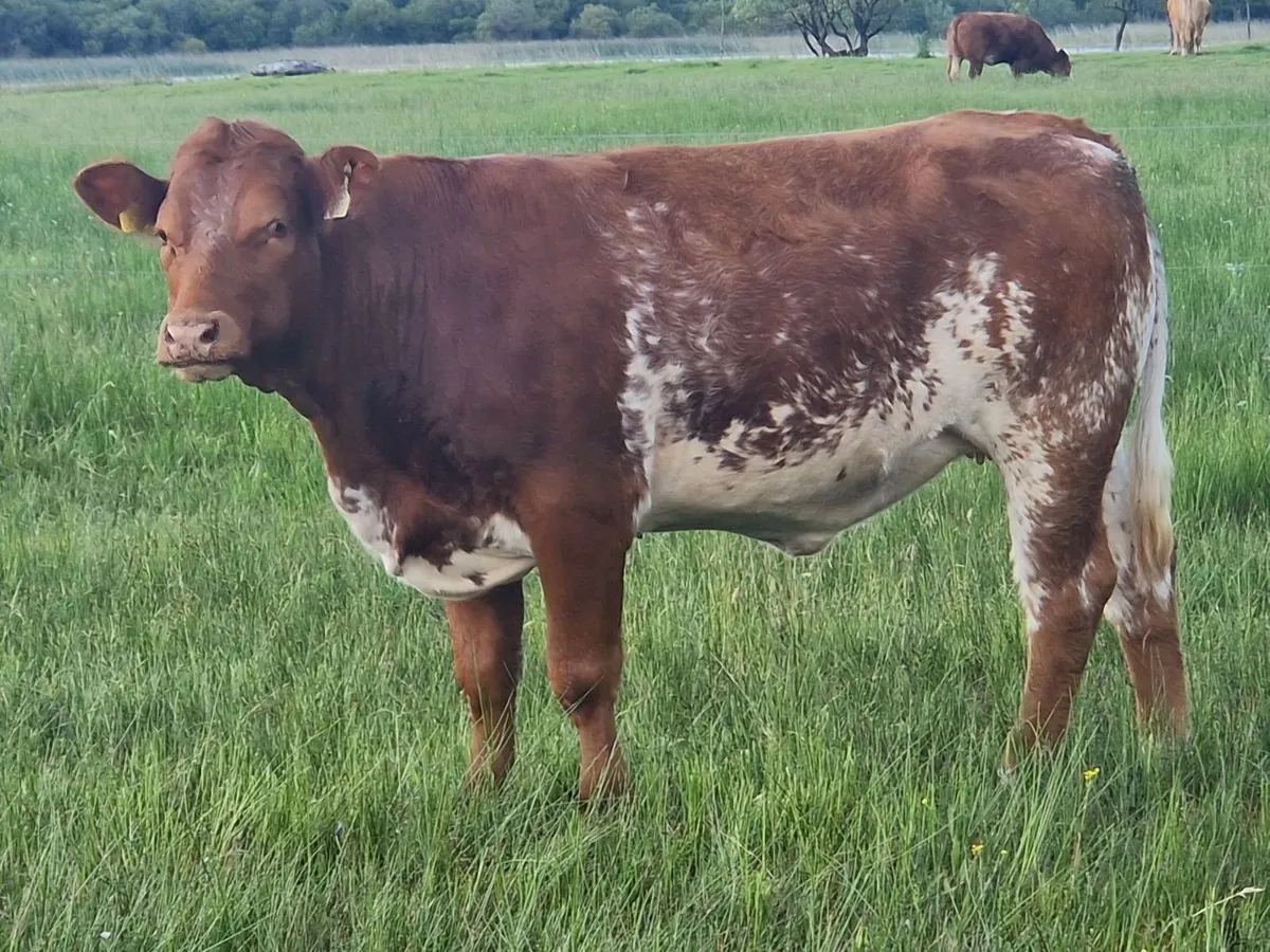 4 Breeding heifers. - Image 2