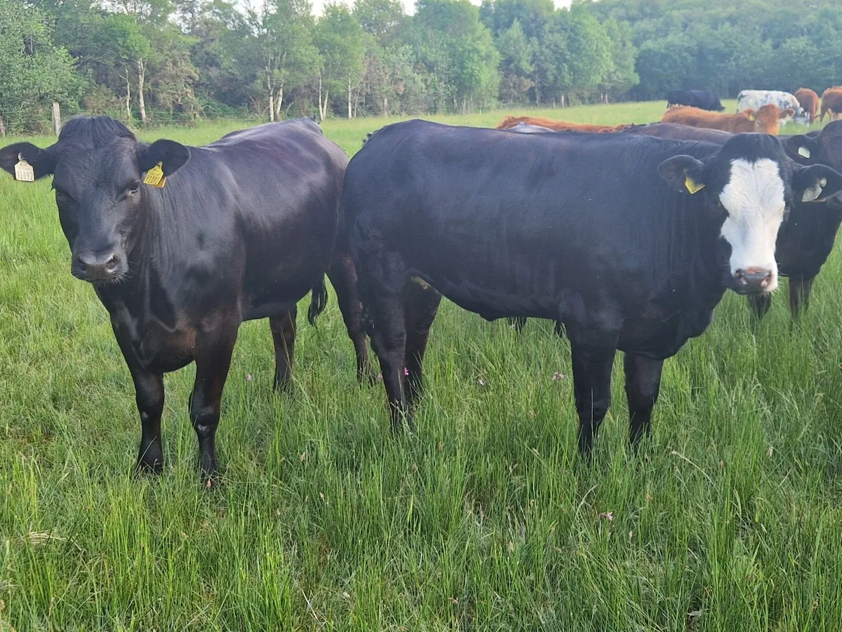 4 Breeding heifers. - Image 3